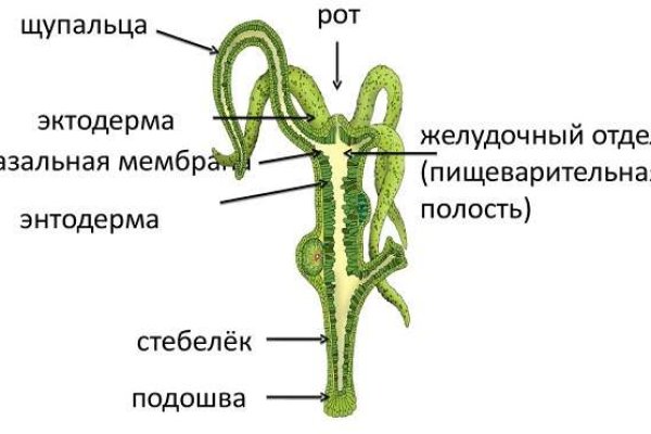 Не заходит на mega onion mega sbs